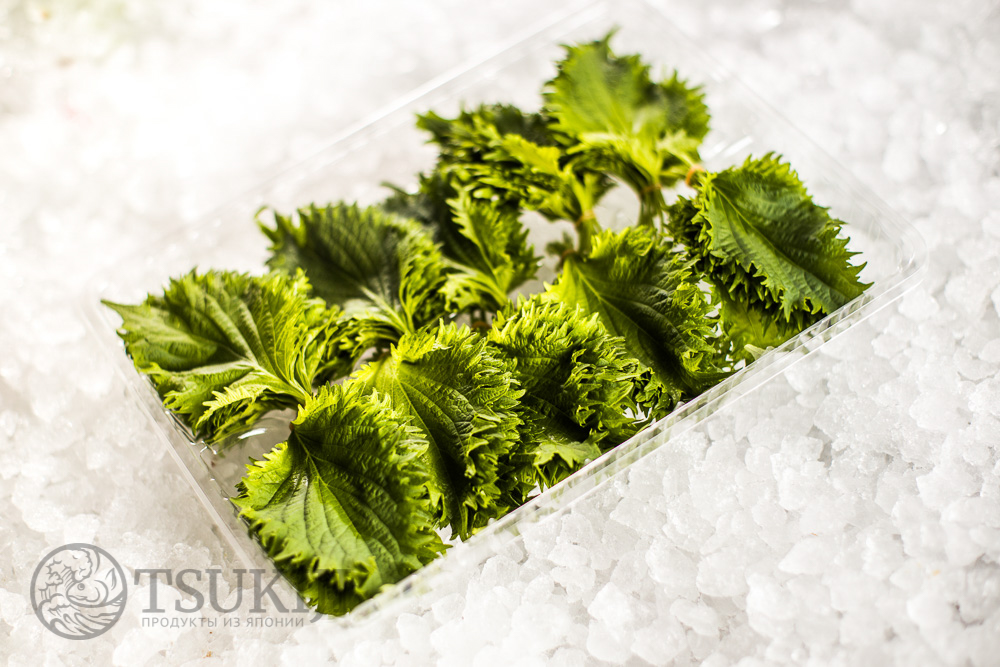 Купить листья «Shiso» (Шисо) • Перилла Шисо в интернет-магазине «Tsukiji»